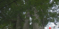 重庆电视台：重庆现金丝楠木群 最大一棵树龄预计600年需4人合抱 - 林业厅