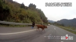 牛坚强！高速路上黄牛被车撞飞十多米 竟然还能爬起来 - 重庆晨网