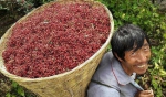 今年花椒变“傲椒”，超市价格飙至每斤百元以上 - 重庆晨网