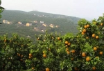 柑橘熟了！重庆周边摘果攻略，摘果游玩一网打尽！ - 重庆晨网