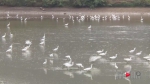 开州湿地观光园 成千只白鹭过冬天堂 - 重庆晨网
