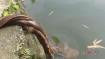 长1.05米重11.3斤 渔民意外捕一条“怪鱼” - 重庆晨网