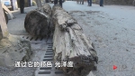 在建工地挖出两块很香的木头 大家怀疑它们是...... - 重庆晨网