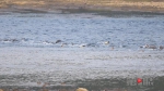 重庆观鸟爱好者首次拍摄到成群中华秋沙鸭嬉水觅食画面 - 重庆晨网