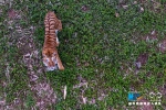 低空航拍老虎与无人机嬉戏 爱上重庆野生动物世界 - 新华网