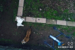 低空航拍老虎与无人机嬉戏 爱上重庆野生动物世界 - 新华网