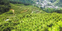重庆日报：秀山 坚守生态底线 推动绿色发展 - 林业厅
