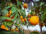 橙熟啦！重庆最全橙子采摘吃玩攻略拿走不谢 - 重庆晨网