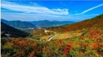 华龙网：重庆这处高山 私藏数万亩火棘林 - 林业厅