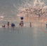 图1：浦里河拍到的青头潜鸭 - 林业厅