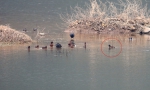 图1：浦里河拍到的青头潜鸭 - 林业厅