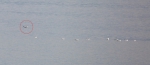 图4：汉丰湖拍到的重庆市鸟类新纪录-海鸥 - 林业厅