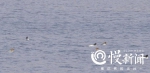 开州首次记录到极危鸟类青头潜鸭 汉丰湖迎来最佳观鸟期 - 重庆晨网