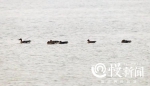 开州首次记录到极危鸟类青头潜鸭 汉丰湖迎来最佳观鸟期 - 重庆晨网