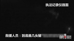 一群“越狱”的二师兄 撞伤走夜路的“白龙马” - 重庆晨网