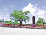这些重庆古树名木 棵棵有故事 - 重庆晨网