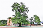 这些重庆古树名木 棵棵有故事 - 重庆晨网