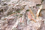 云阳“寻龙记”：发掘过程烧脑，将建恐龙地质公园 - 重庆晨网