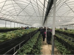 重庆市草莓蜜蜂授粉技术培训及现场会在垫江县顺利召开 - 农业厅