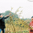 韩庆(左)在帮村民修剪腊梅枝条。记者 颜安 摄 - 重庆新闻网