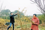 韩庆(左)在帮村民修剪腊梅枝条。记者 颜安 摄 - 重庆新闻网
