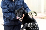 快过年了，重庆的警犬们开了个年会…… - 重庆晨网