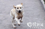 快过年了，重庆的警犬们开了个年会…… - 重庆晨网