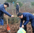 铜梁区扎实开展2018年国土绿化提升行动春季义务植树活动 - 林业厅