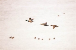 上万候鸟开州汉丰湖过冬 还有海鸥 - 重庆晨网