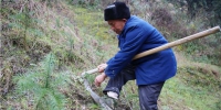 华龙网：植树造林30年 黔江古稀老人将荒山变成杉树林 - 林业厅