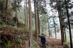 华龙网：植树造林30年 黔江古稀老人将荒山变成杉树林 - 林业厅