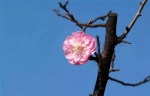 重庆私藏的这些花海胜地，在春天里等你来偶遇 - 重庆晨网