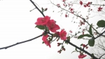 重庆私藏的这些花海胜地，在春天里等你来偶遇 - 重庆晨网