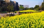 重庆的油菜花开了，这16个地方已经美成金黄的海洋！ - 重庆晨网