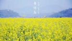 重庆的油菜花开了，这16个地方已经美成金黄的海洋！ - 重庆晨网