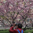 重庆高校樱花盛开 吸引市民前往踏青游玩 - 重庆晨网