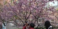 重庆高校樱花盛开 吸引市民前往踏青游玩 - 重庆晨网