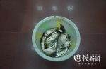 禁渔期首晚 两个吃货朝天门大桥下游电捕鱼191条遭起了 - 重庆晨网
