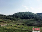 中新网：数说中国林业：森林覆盖率达21.66% 今年拟造林超1亿亩 - 林业厅