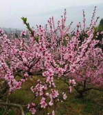 巴南3月赏花最全攻略，承包你对春天所有想象 - 重庆晨网