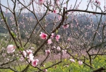 巴南3月赏花最全攻略，承包你对春天所有想象 - 重庆晨网