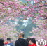 今春“最后的樱花”——南山植物园千株晚樱进入盛花期 - 重庆晨网