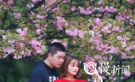 今春“最后的樱花”——南山植物园千株晚樱进入盛花期 - 重庆晨网