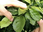 奉节县：开展农用植保无人机防控柑橘病虫害试验 - 农业机械化信息