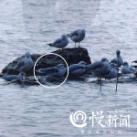 重庆发现世界极危鸟类“青头潜鸭” - 重庆晨网