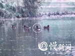 重庆发现世界极危鸟类“青头潜鸭” - 重庆晨网