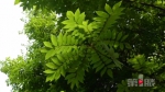 地球日 来看看巴渝大地上一级保护植物“全家福” - 重庆晨网