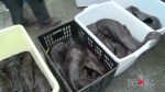 彭水：40余条娃娃鱼放生鱼类自然保护区 - 重庆晨网