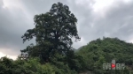 “中国最美古树”揭晓 重庆唯一一棵千年古树上榜 - 重庆晨网
