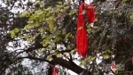 “中国最美古树”揭晓 重庆唯一一棵千年古树上榜 - 重庆晨网